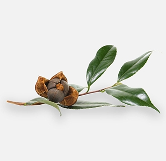 茶籽油為什么要精煉？精煉設(shè)備廠家